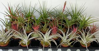 2" Bromeliad Tillandsia Mini Pots 